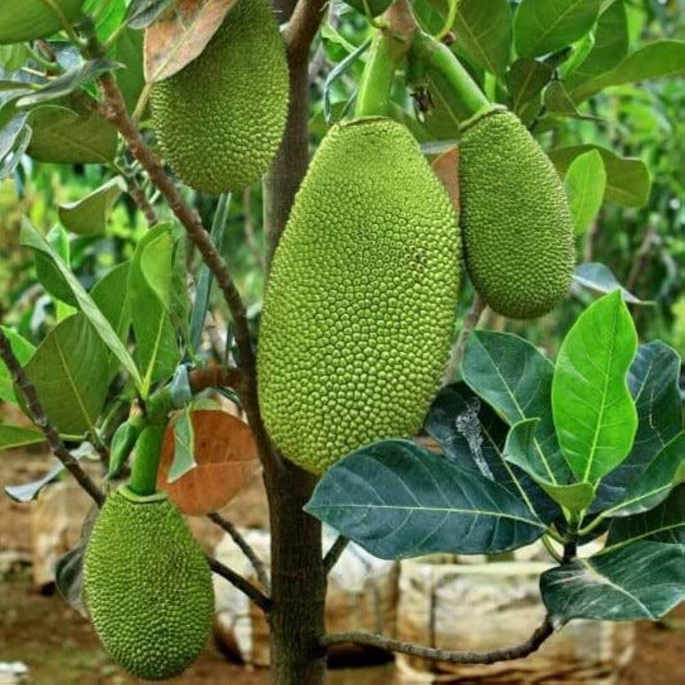 Jackfruit Seeds - Fruit Plant for Home Gardens