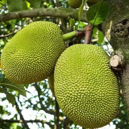 Jackfruit Seeds - Fruit Plant for Home Gardens