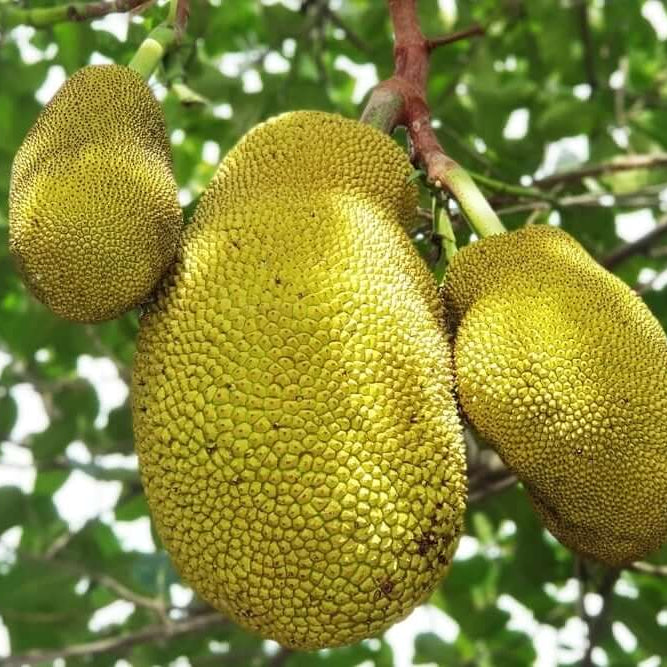 Jackfruit Seeds - Fruit Plant for Home Gardens