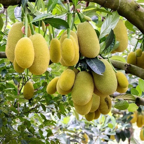 Jackfruit Seeds – Massive