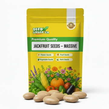 Jackfruit Seeds – Massive