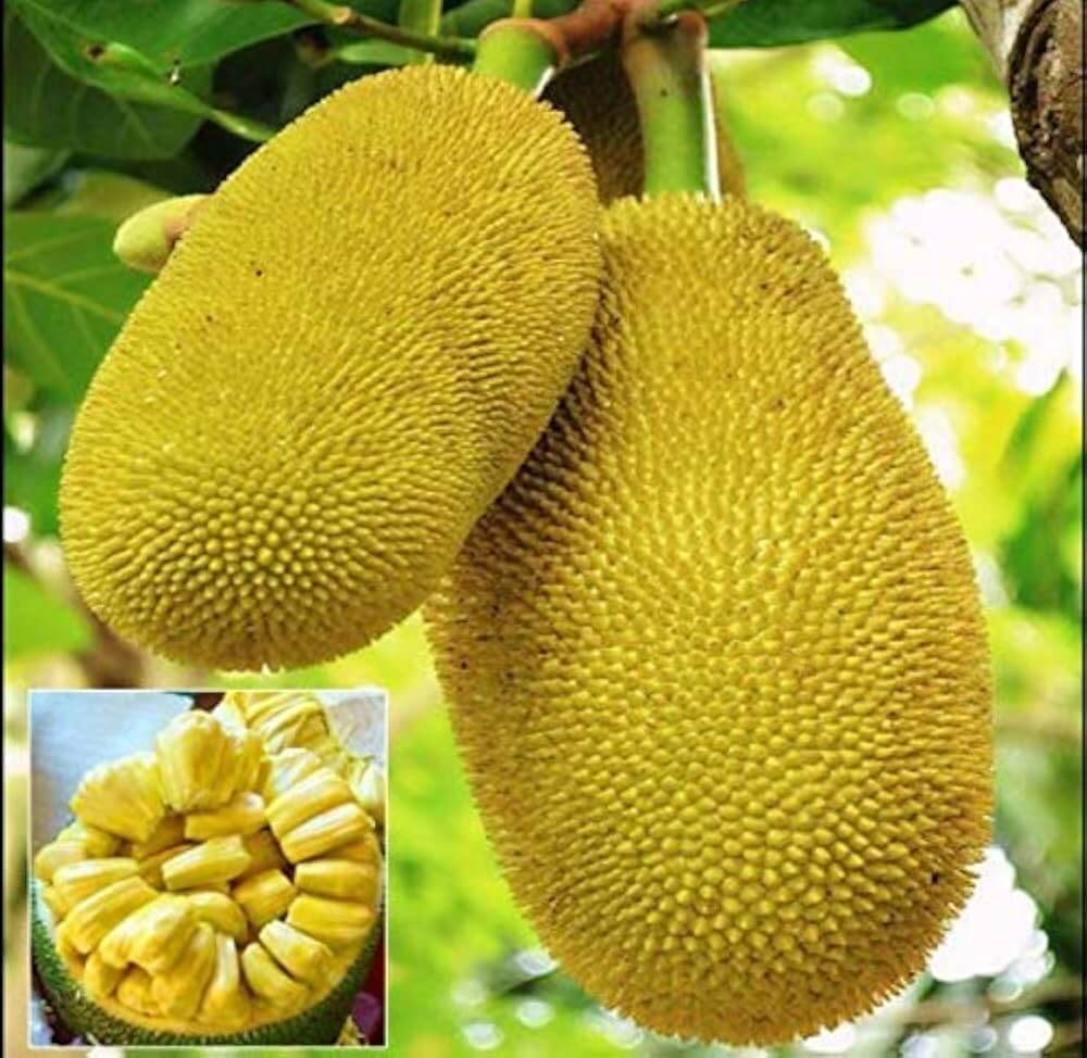 Jackfruit Seeds – Massive