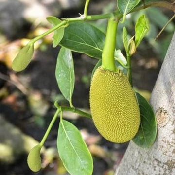 Jackfruit Seeds – Yellow-Green
