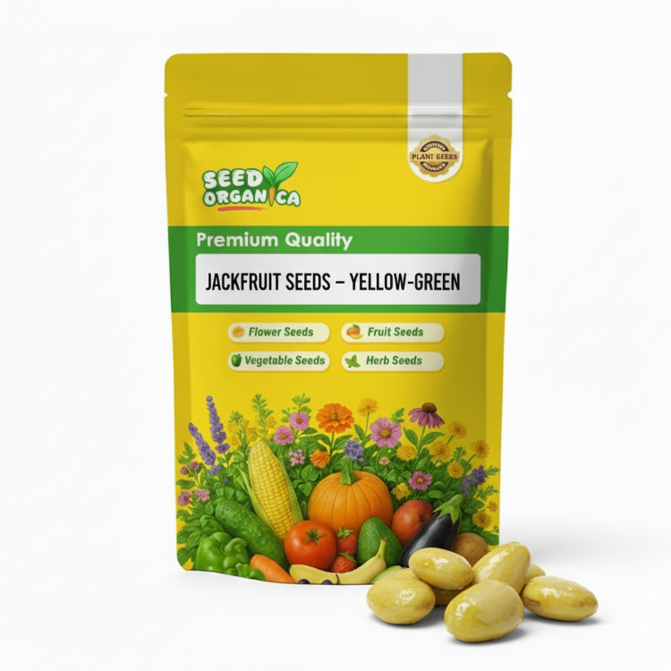 Jackfruit Seeds – Yellow-Green
