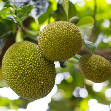 Jackfruit Seeds – Yellow-Green