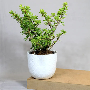 Jade Plant Seeds