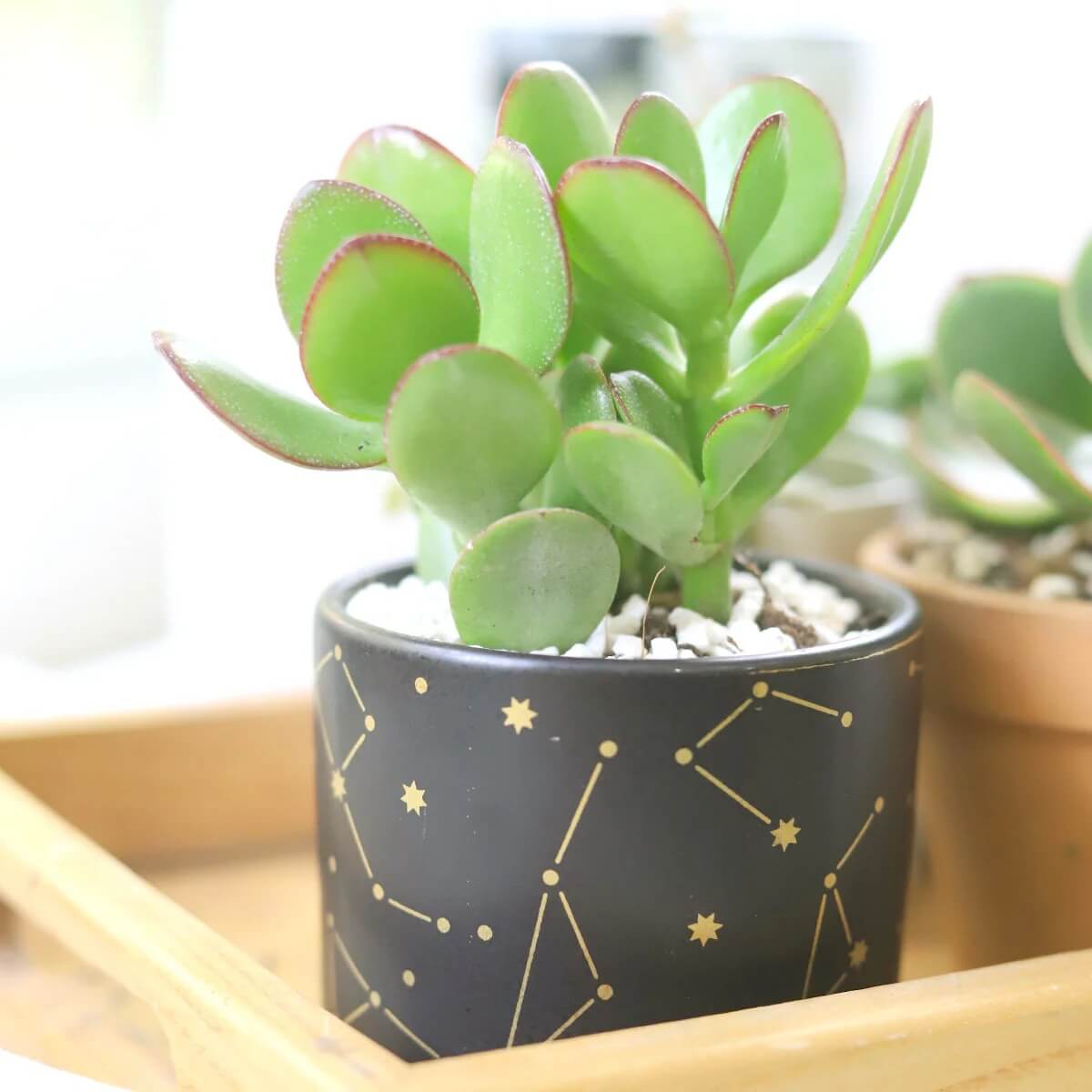 Jade Plant Seeds