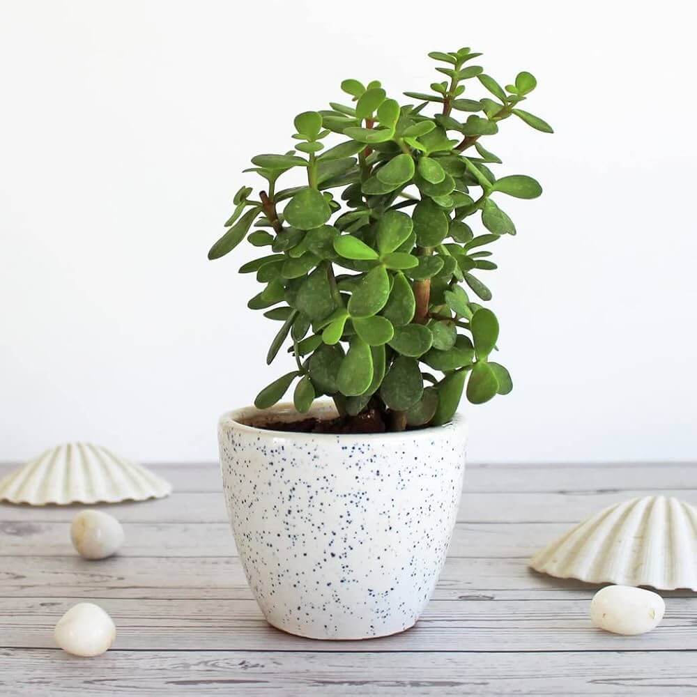 Jade Plant Seeds for Planting 