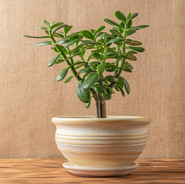 Jade Plant Seeds for Planting 