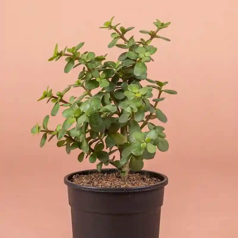 Jade Plant Seeds for Planting 