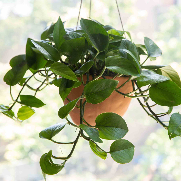 Jade Pothos Seeds