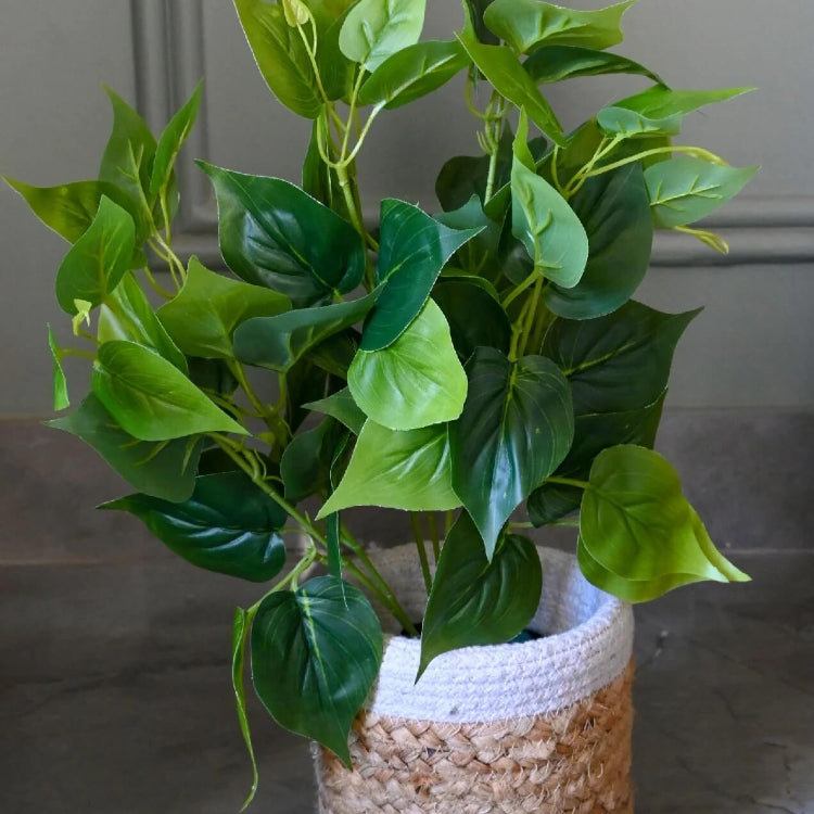 Jade Pothos Seeds