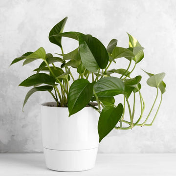 Jade Pothos Seeds
