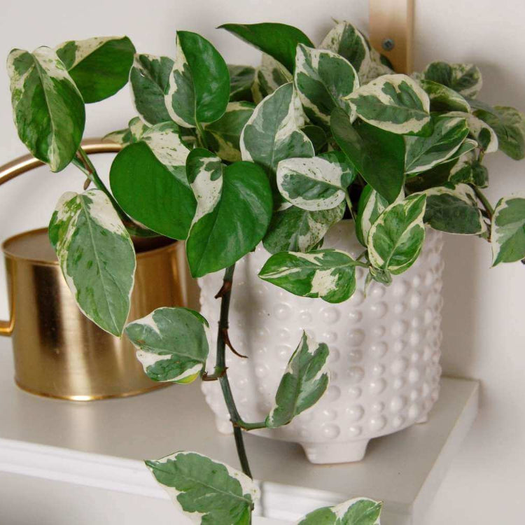 Jade Pothos Seeds