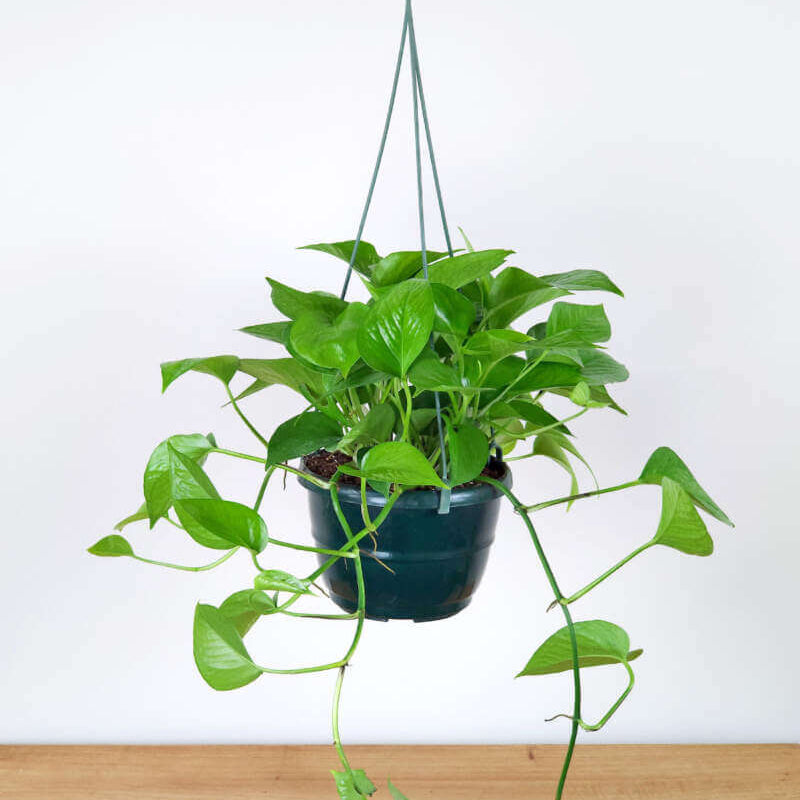 Jade Pothos Seeds