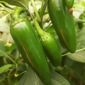 Jalapeño Seeds – Capsicum annuum