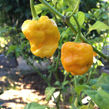 Jamaican Yellow Pepper Seeds