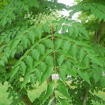 Japanese Angelica Seeds