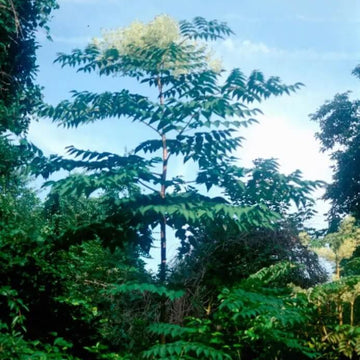 Japanese Angelica Seeds