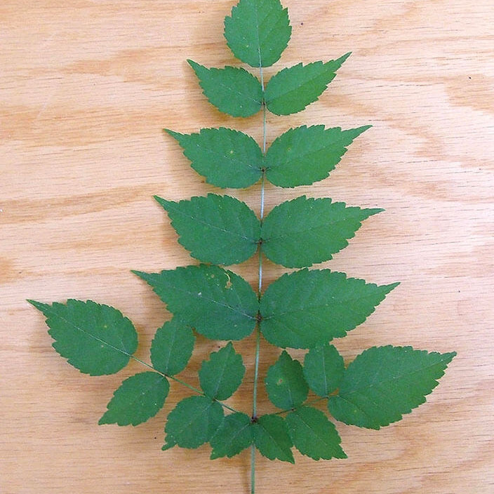 Japanese Angelica Seeds