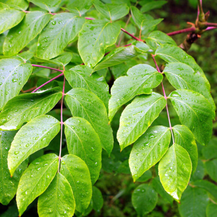 Japanese Angelica Seeds