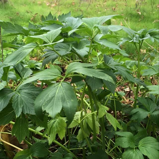 Japanese Ashitaba Seeds - Vegetable Plant