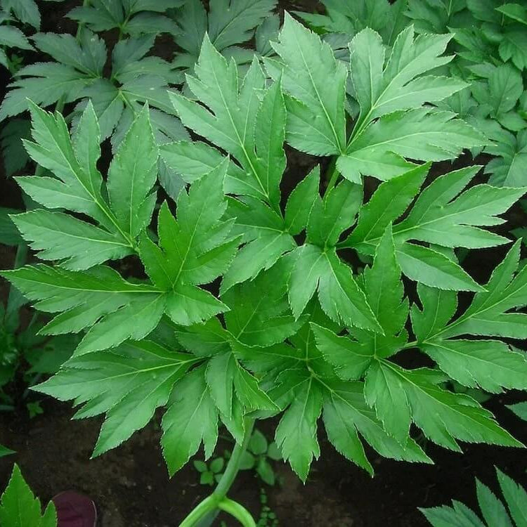 Japanese Ashitaba Seeds - Vegetable Plant