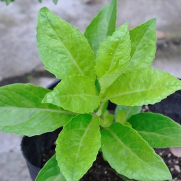 Japanese Ashitaba Seeds - Vegetable Plant