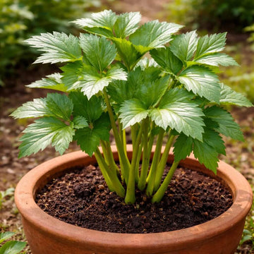 Japanese Ashitaba Seeds for Planting