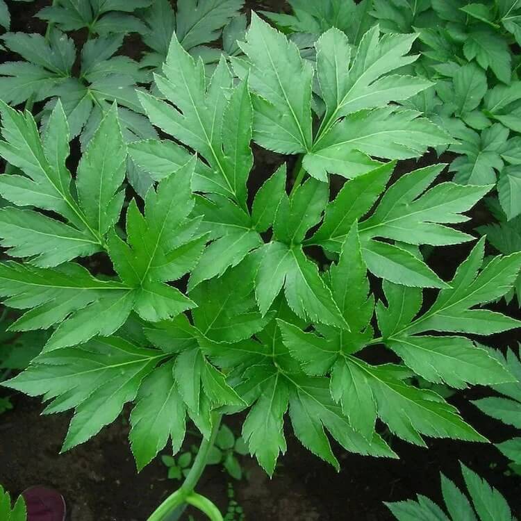 Japanese Ashitaba Seeds for Planting