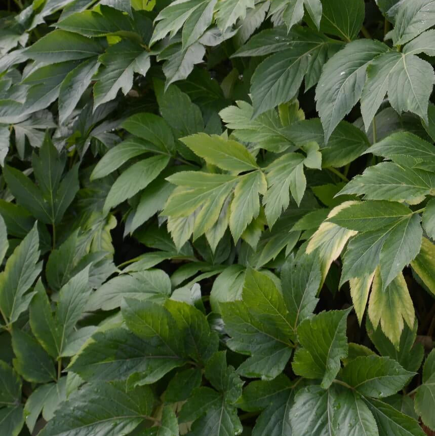 Japanese Ashitaba Seeds for Planting
