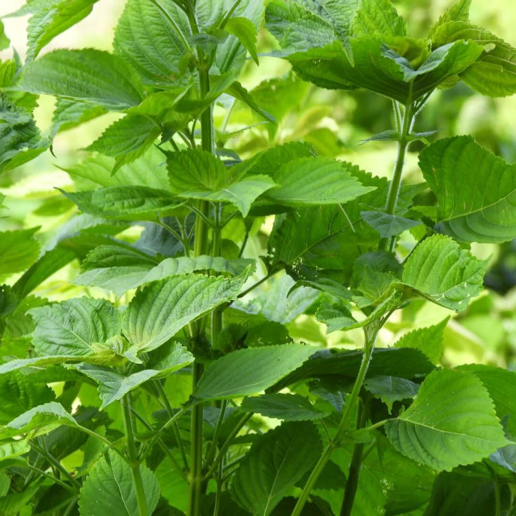 Japanese Basil Seeds