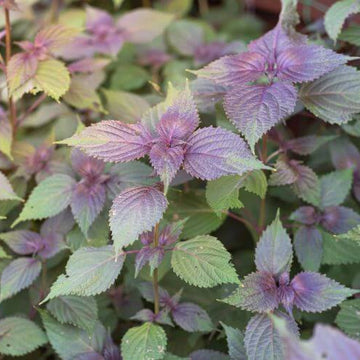 Japanese Basil Seeds