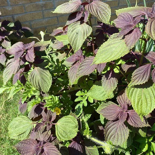 Japanese Basil Seeds
