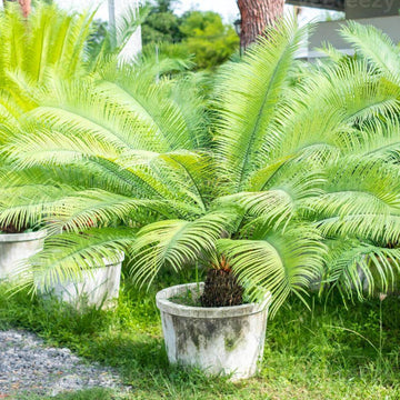 Japanese Cycad Seeds