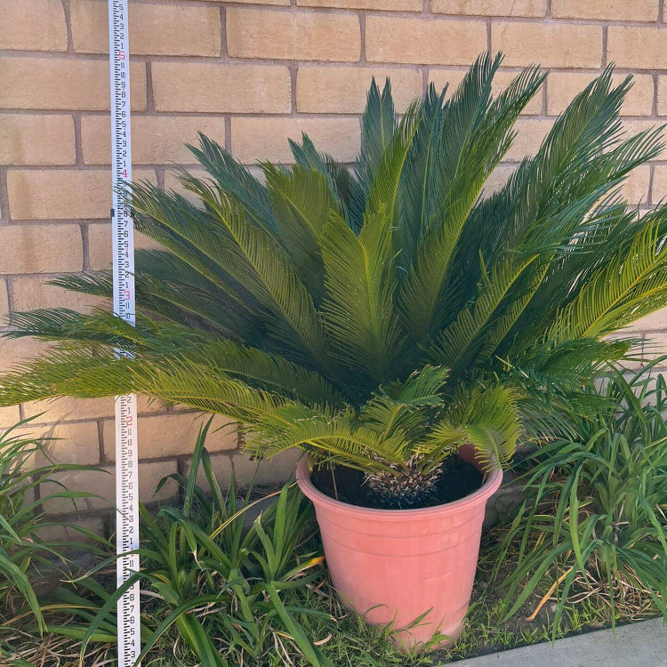 Japanese Cycad Seeds