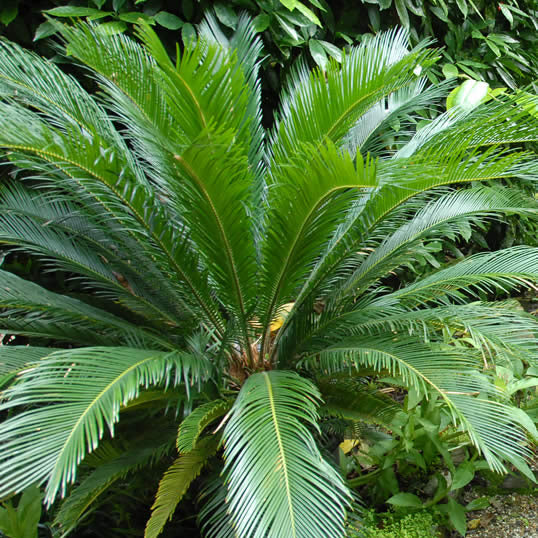 Japanese Cycad Seeds