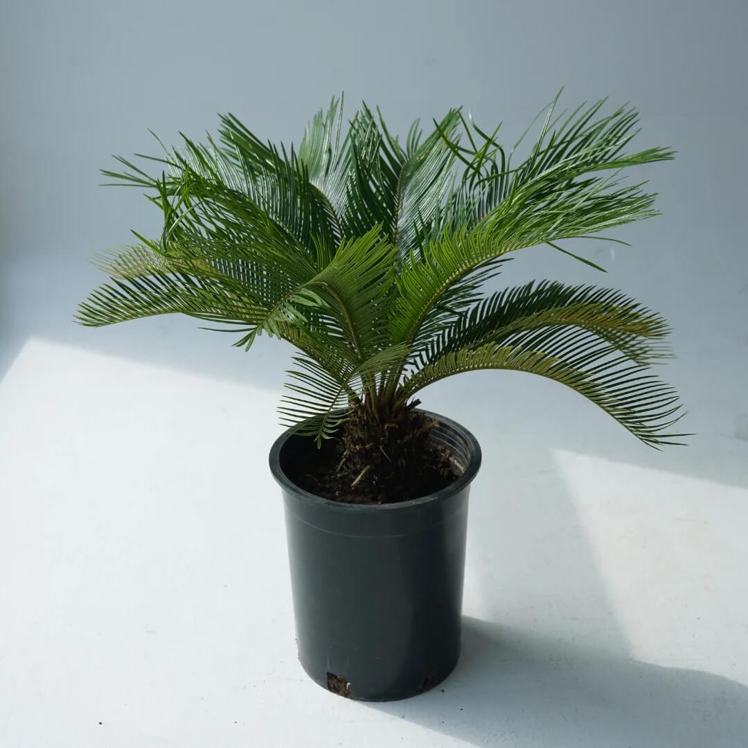 Japanese Cycad Seeds