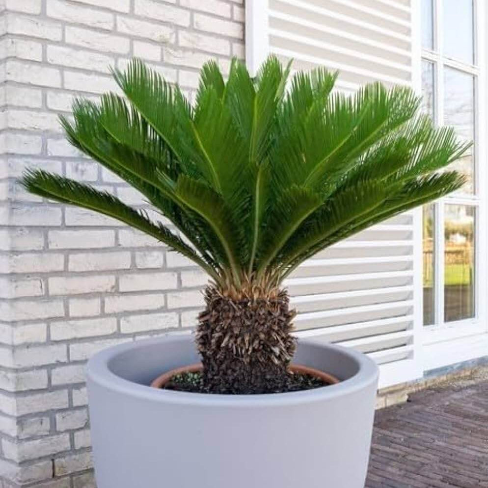 Japanese Cycad Seeds