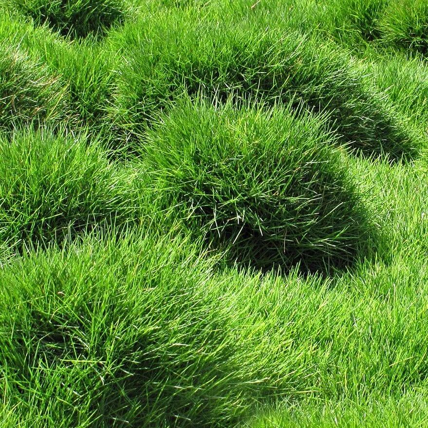 Japanese Lawn Grass Seeds - Flower Plant


