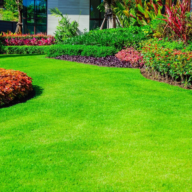 Japanese Lawn Grass Seeds - Flower Plant