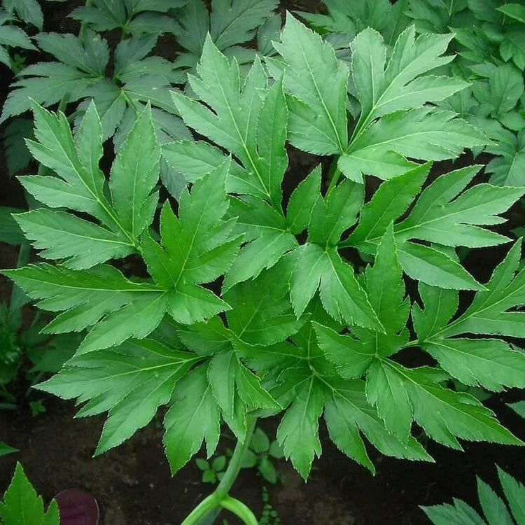 
Japanese Longevity Herb Seeds - Vegtable Plant
