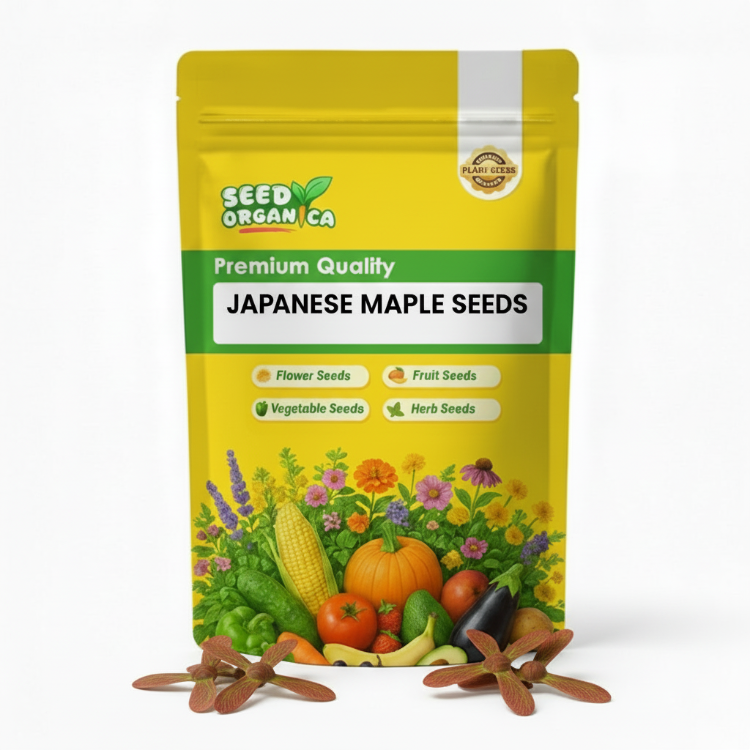 Japanese Maple Seeds