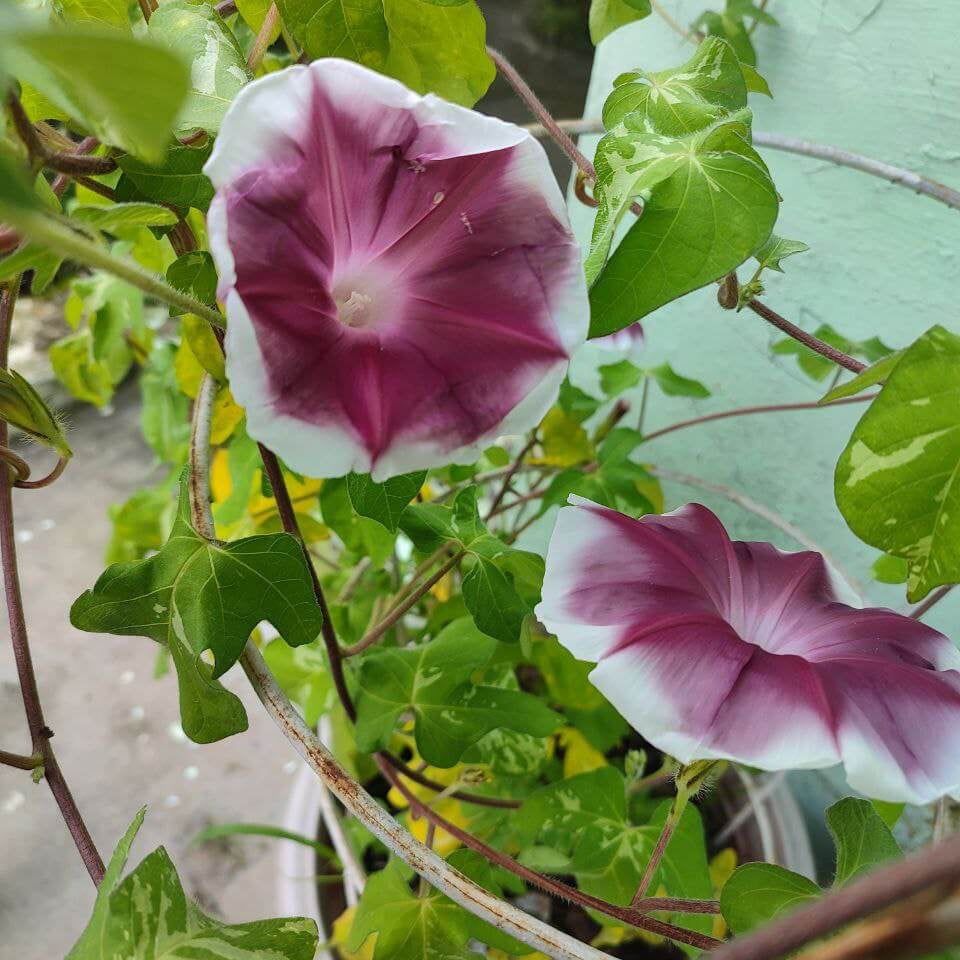 Japanese Morning Glory Seeds 