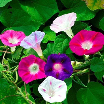 Japanese Morning Glory Seeds