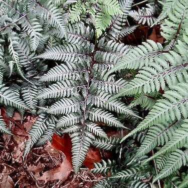 Japanese Painted Fern Seeds