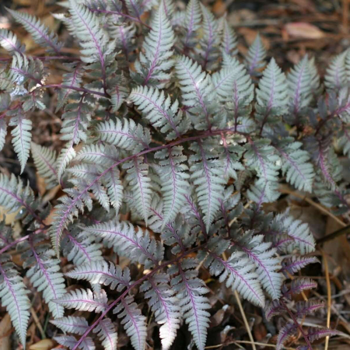 Japanese Painted Fern Seeds