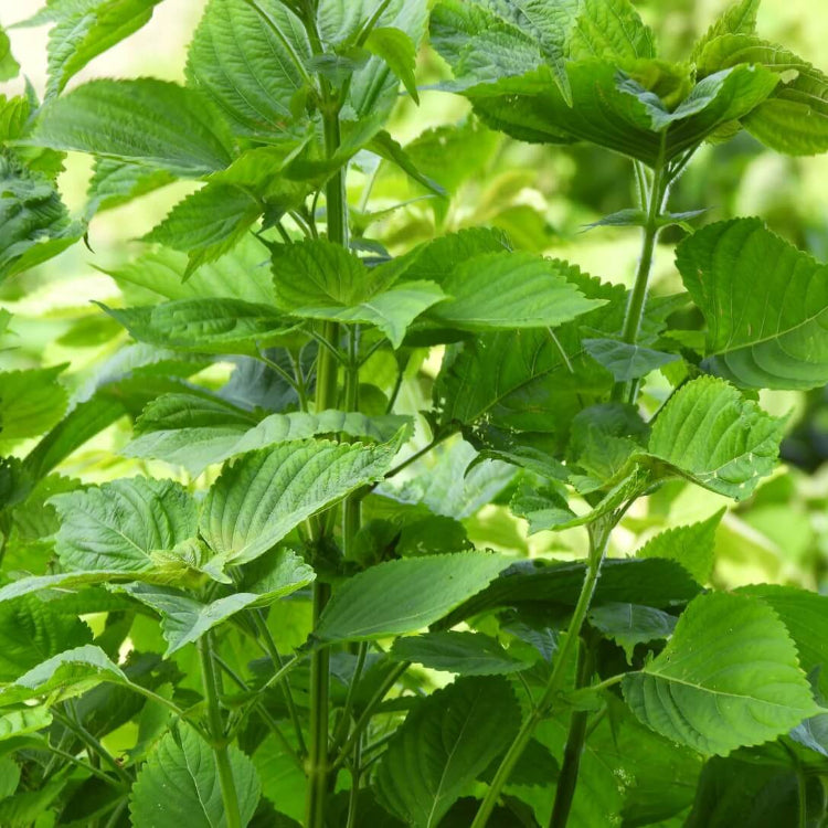 Japanese Perilla Seeds
