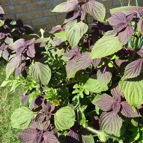 Japanese Perilla Seeds