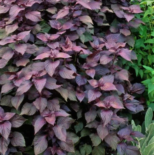 Japanese Perilla Seeds